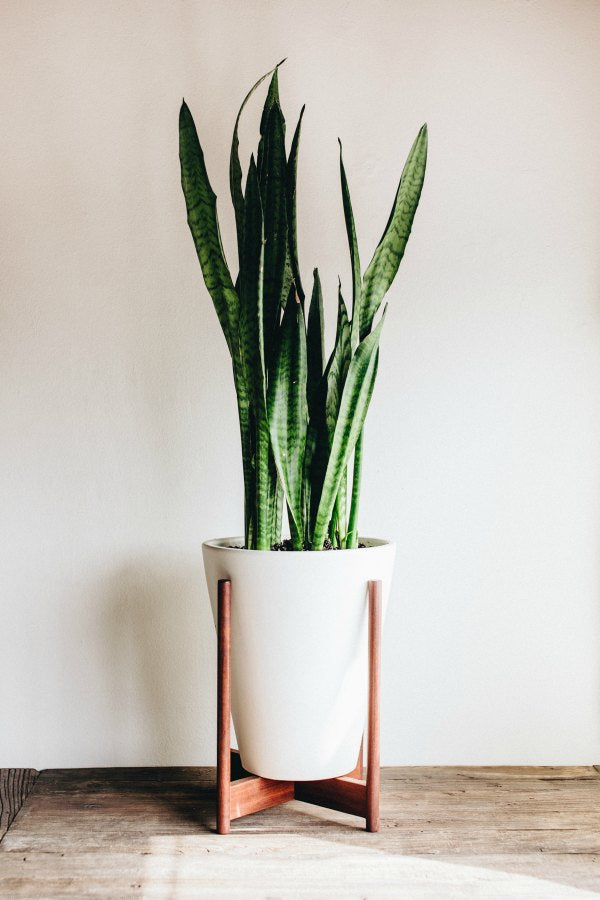 snake plant for the bathroom