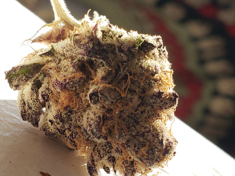 Trichome Covered Purple Punch Nug