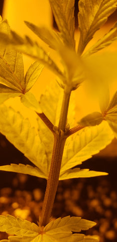 Male Cannabis Plant