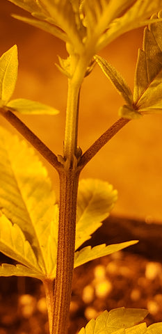 hermaphrodite cannabis plant.