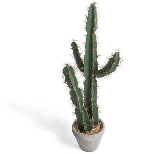 27 cactus