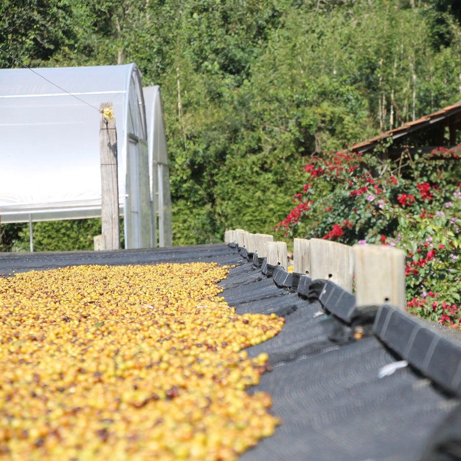 Coffee drying at Fazenda Cachoeira da Grama, São Sebastião da Grama, São Paulo, Brazil. Hasbean.co.uk