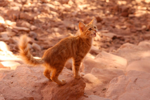 Cat in desert