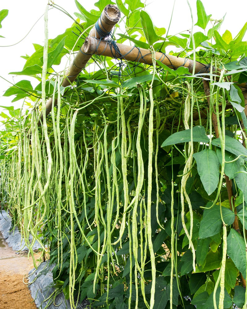 Spargelbohne/Meterbohnen Schlangenbohne bis zu 1m lange Riesenbohnen 20 Samen