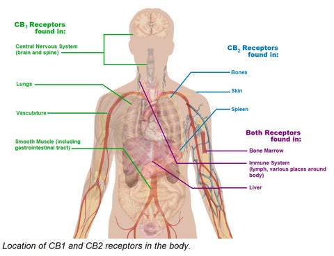 CB1 & CB2 receptor location