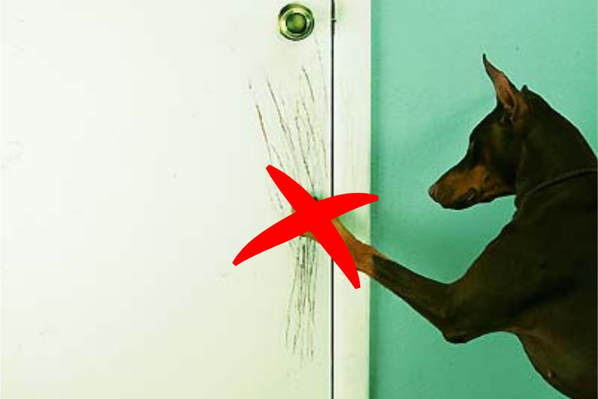 how do i keep my dog from scratching the door