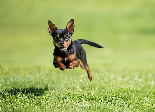 Chihuahua loyal dog
