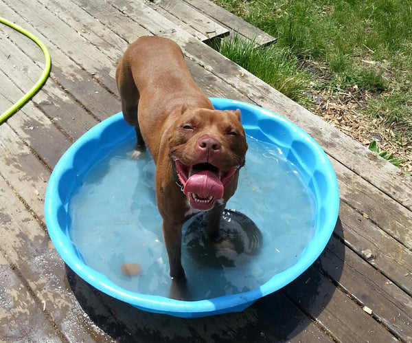 Get a Baby Pool Installed for your dog