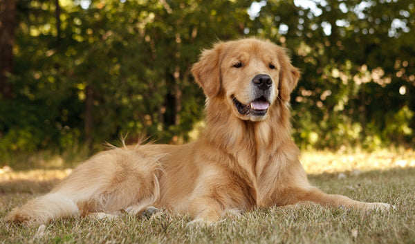 Golden Retriever loyal dog