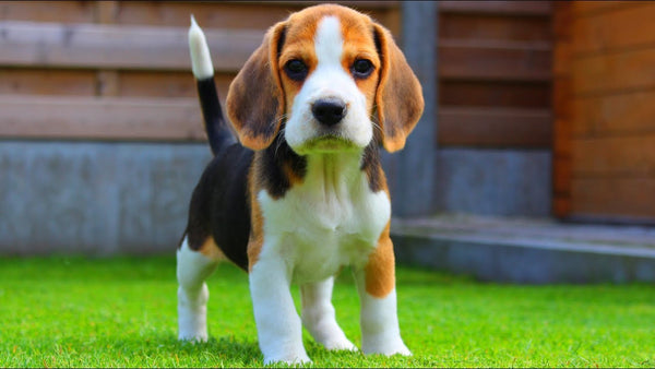 beagle loyal dog