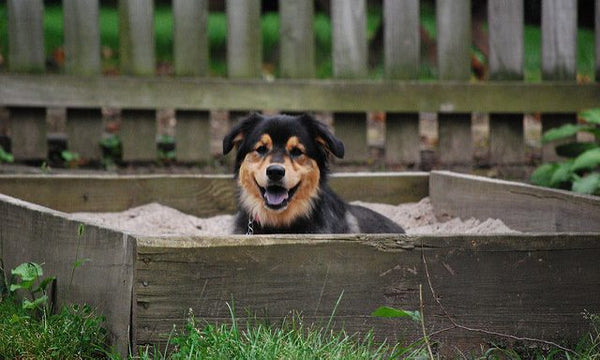 Prevent Dogs from Digging Up Your Yard