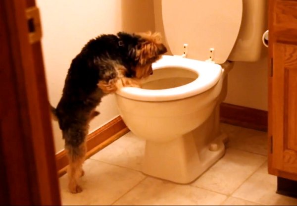 dog looking through toilet