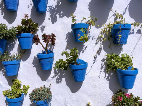 flower pots on wall