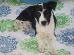 Jessie on Adoption Day