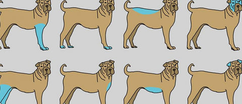 9 parties du chiens à savoir masser