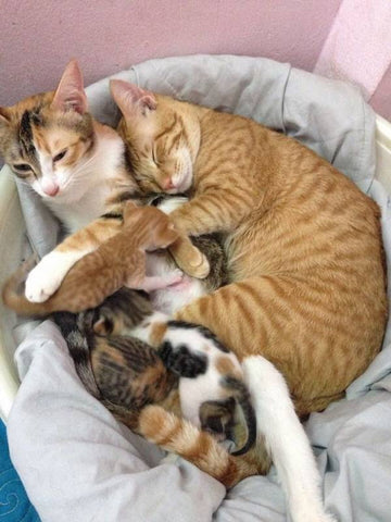 Superbes photos de chatons avec leurs mamans