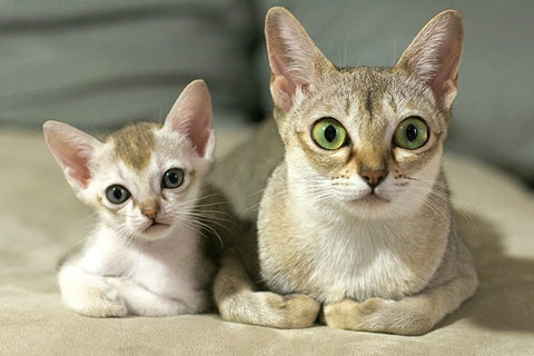 Superbes photos de chatons avec leurs mamans - tel mère tel fille