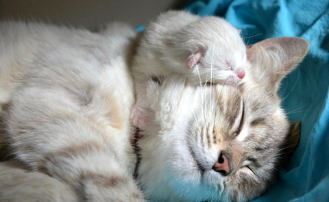 Superbes photos de chatons avec leurs mamans - repos avec maman