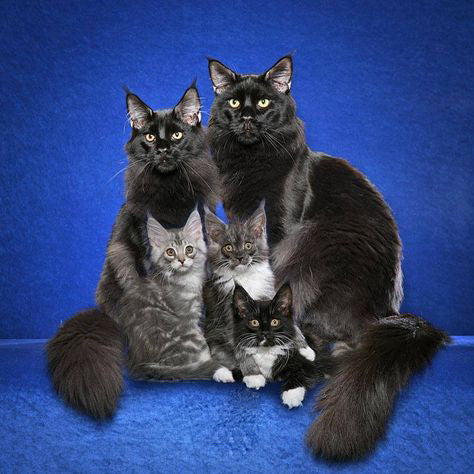 Superbes photos de chatons avec leurs mamans - photo de famille