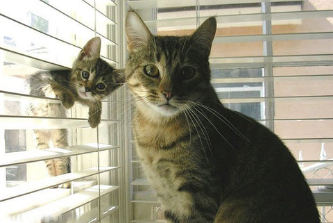 Superbes photos de chatons avec leurs mamans - dis bonjour