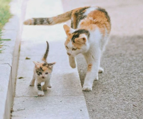 Superbes photos de chatons avec leurs mamans - apprentissage de la vie
