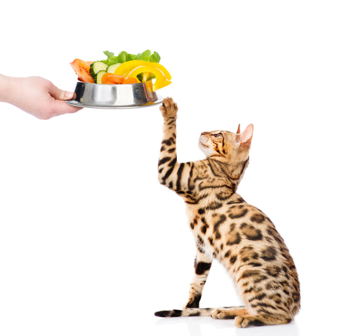 alimentation et santé du chat bengal