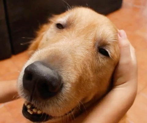 caresses et massages pour chien
