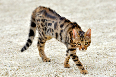 chat du bengal