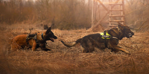 chien d’utilité 