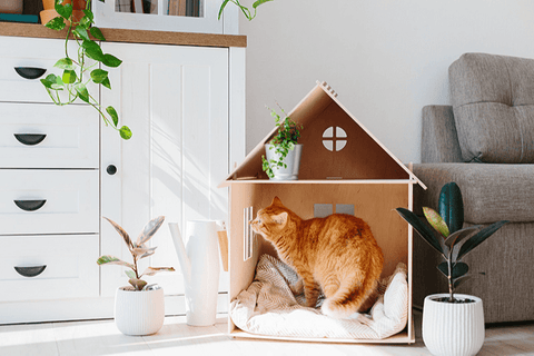 comment construire un abri pour un chat ?