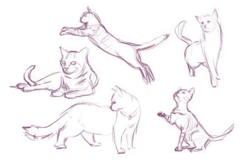 croquis chat