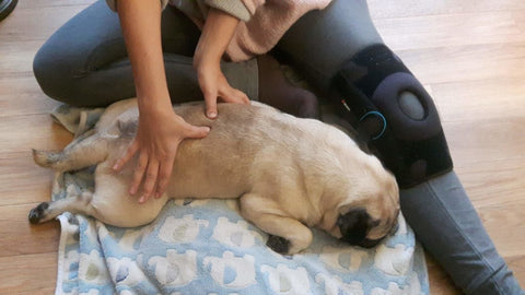 massage du dos pour chien