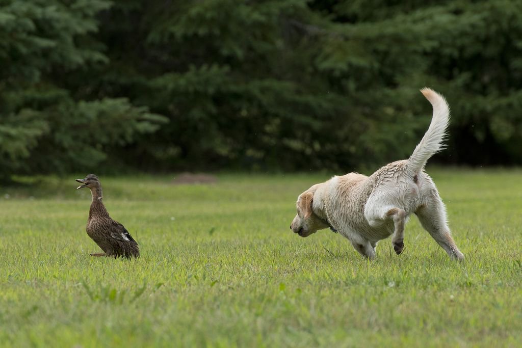 how do i get my dog to stop chasing animals