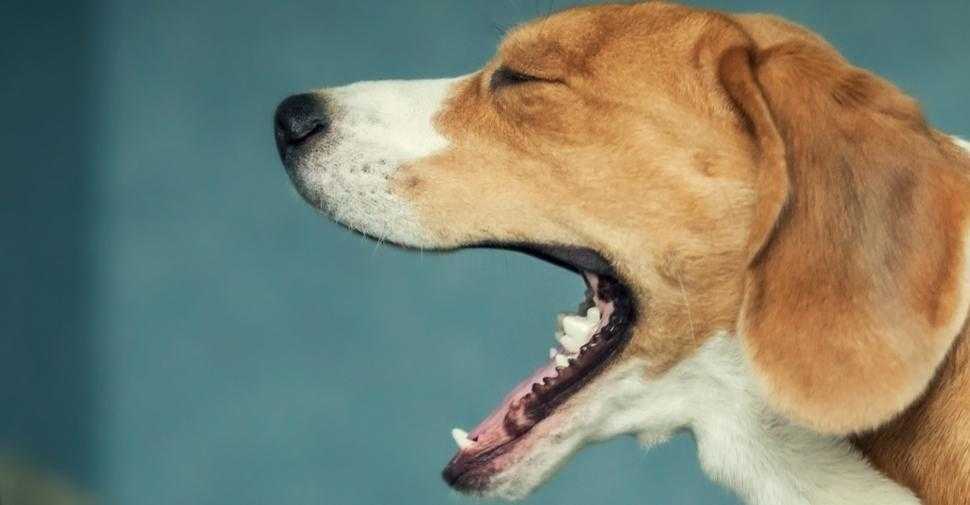 how to help dog with kennel cough at home