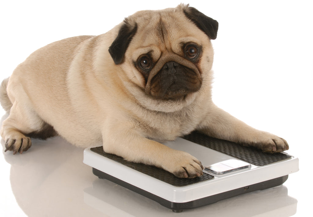 best way for dog to lose weight