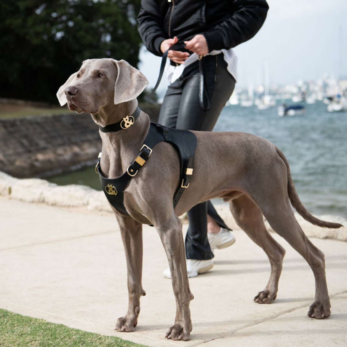 Coogee Leather Pet Harness - Rufus & Coco Australia