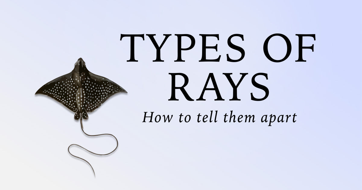 Different types of rays: How to tell them apart | Citrus Reef