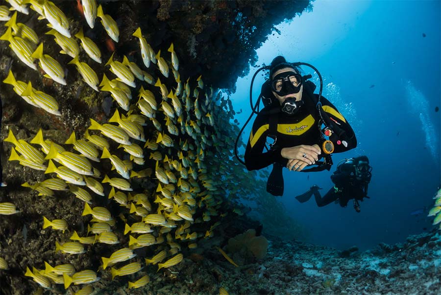 female scuba diver and coral reef with a group of fusiliers