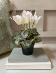 White Cyclamen