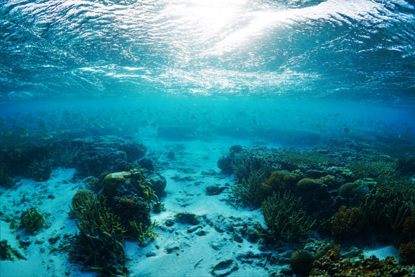 Chasing Coral Screening