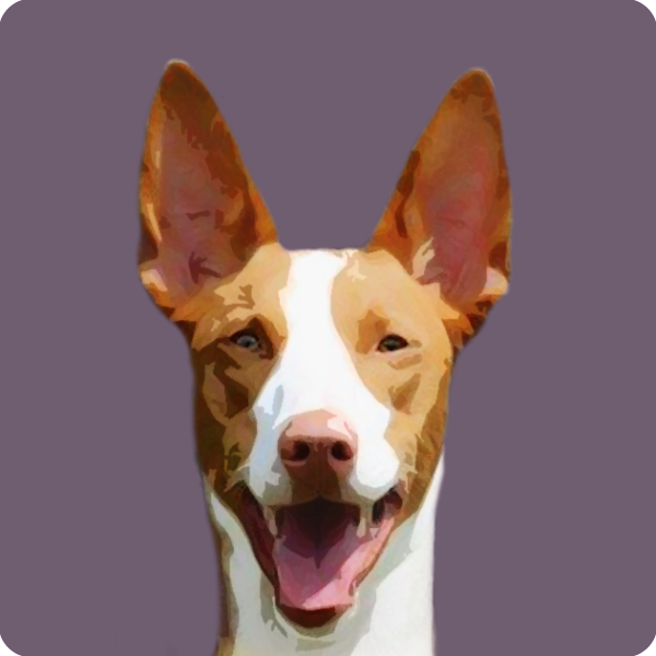 what color are podenco valenciano dogs