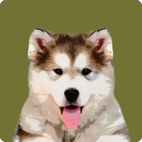 can a alaskan malamute and a ariegeois be friends