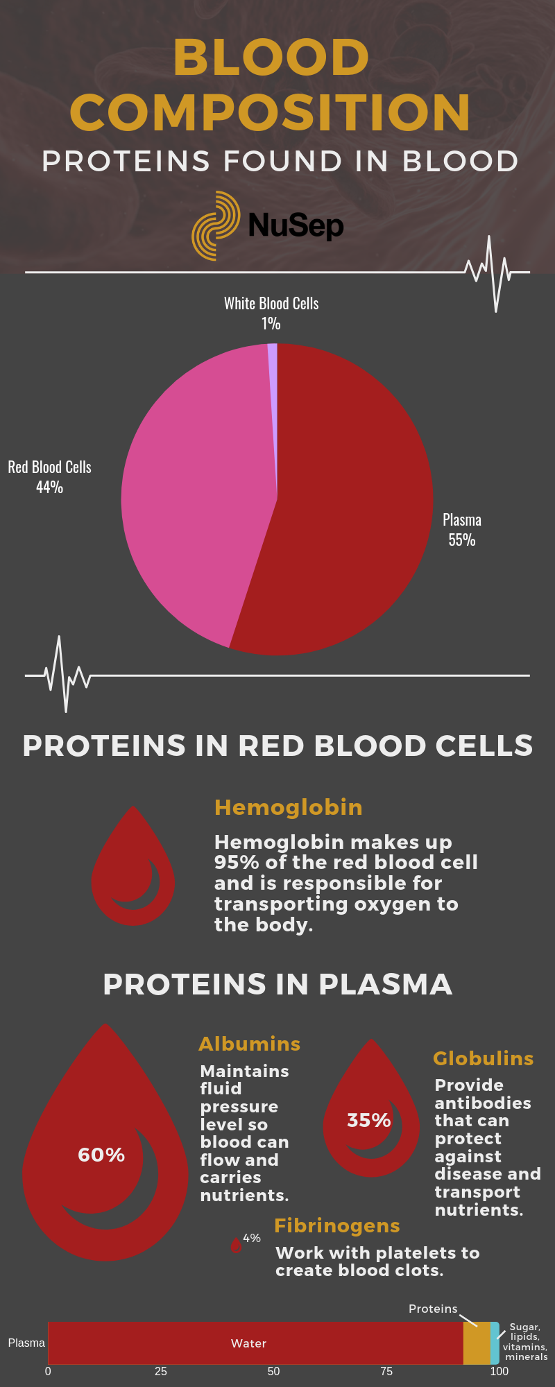 An infographic that describes the protein found in blood