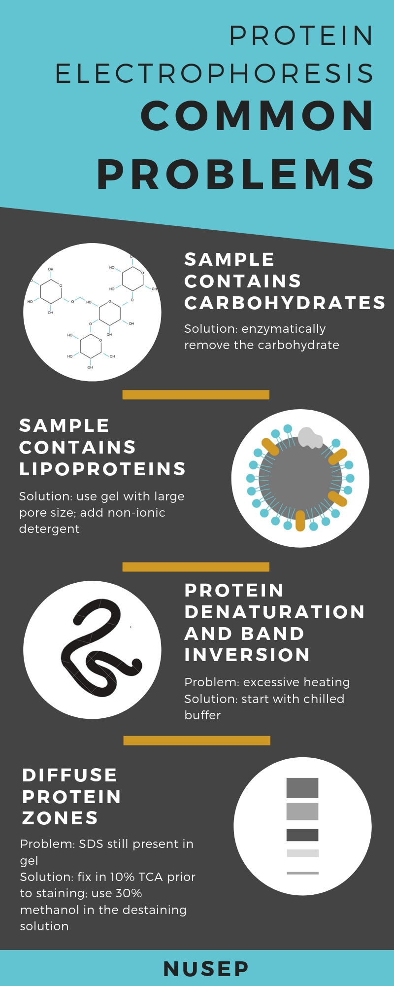 Infographic describing common problems in protein electrophoresis