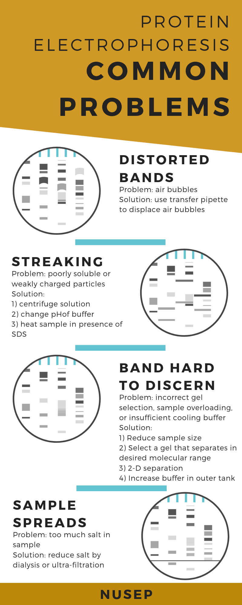 Infographic describing common problems in protein electrophoresis