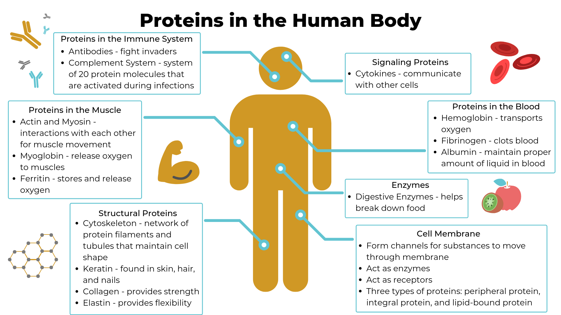 Infographic on the important proteins found in the human body