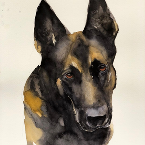 Belgian Malinois Commision