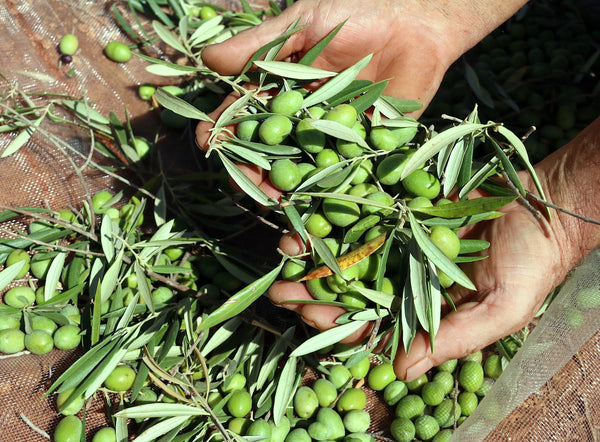 Nobleza del Sur - Olive harvest - Sarah & Olive