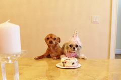 posh pet glamour boutique designer dog clothes