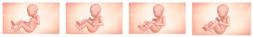 etapas del feto